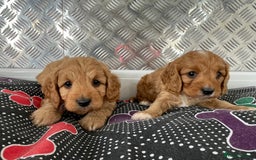 Cavapoo dogs for sale: F1 CAVAPOO puppies for sale  - Image 23