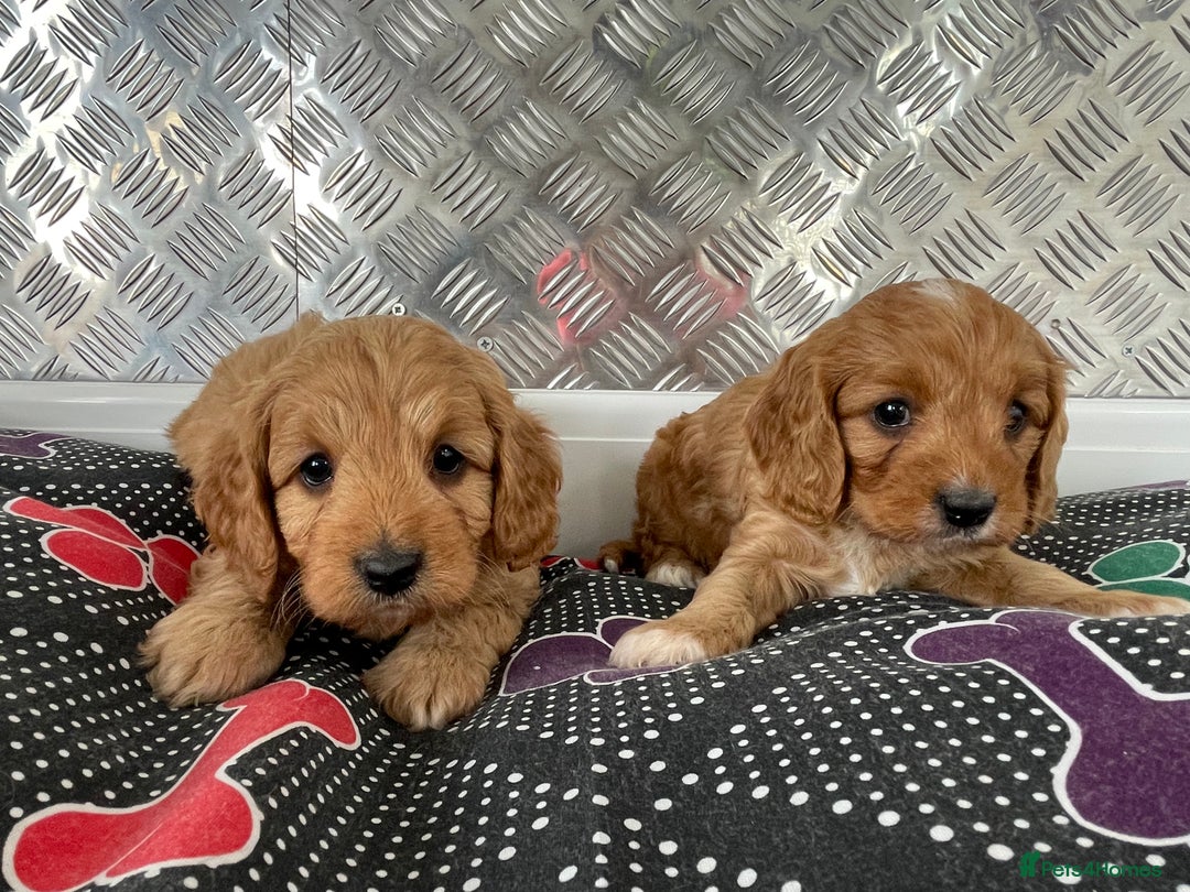 Cavapoo dogs for sale: F1 CAVAPOO puppies for sale  - Image 23