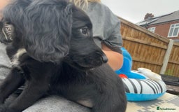 Mixed Breed dogs for sale: * Spangold Retrievers 2 beautiful boys left * - Image 26