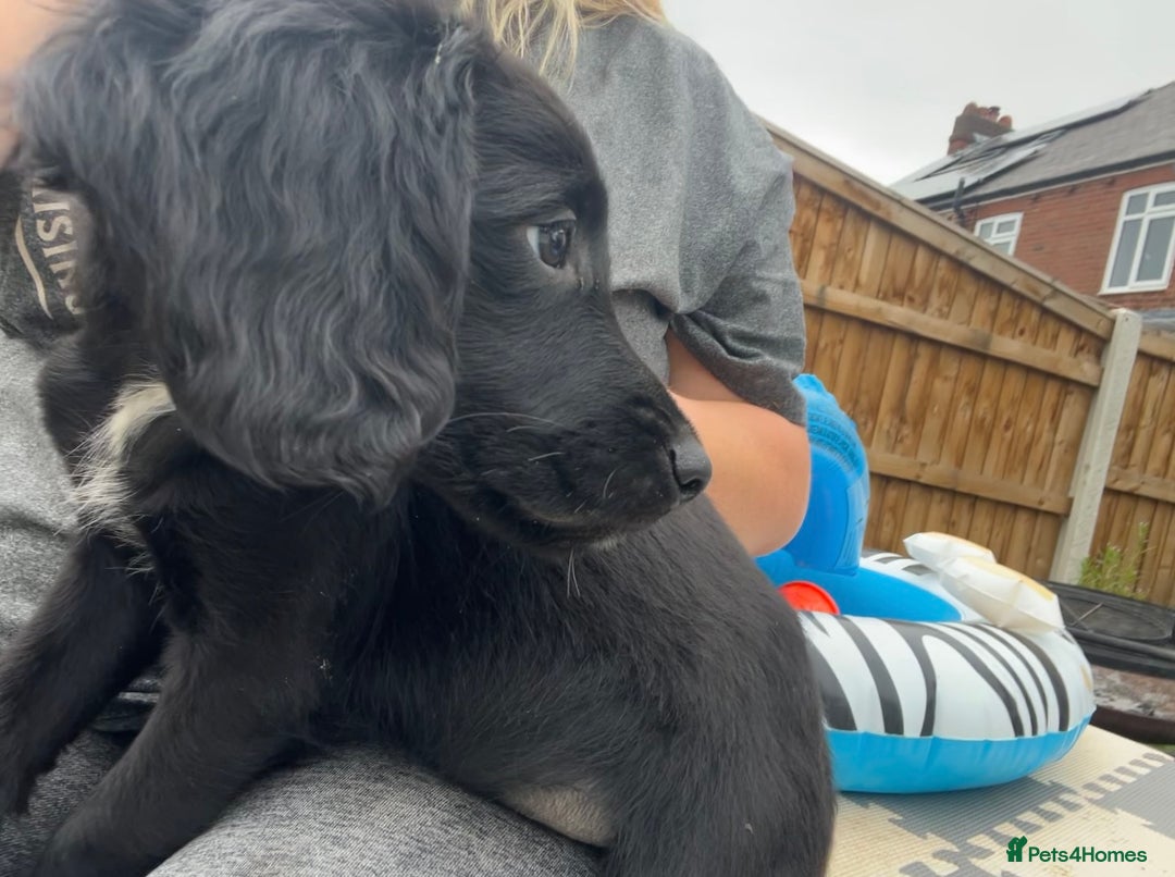 Mixed Breed dogs for sale: * Spangold Retrievers 2 beautiful boys left * - Image 26
