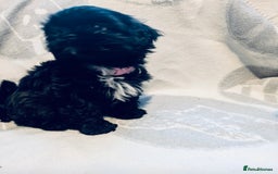 Shih Tzu dogs for sale: Beautiful Shih Tzus - Image 7