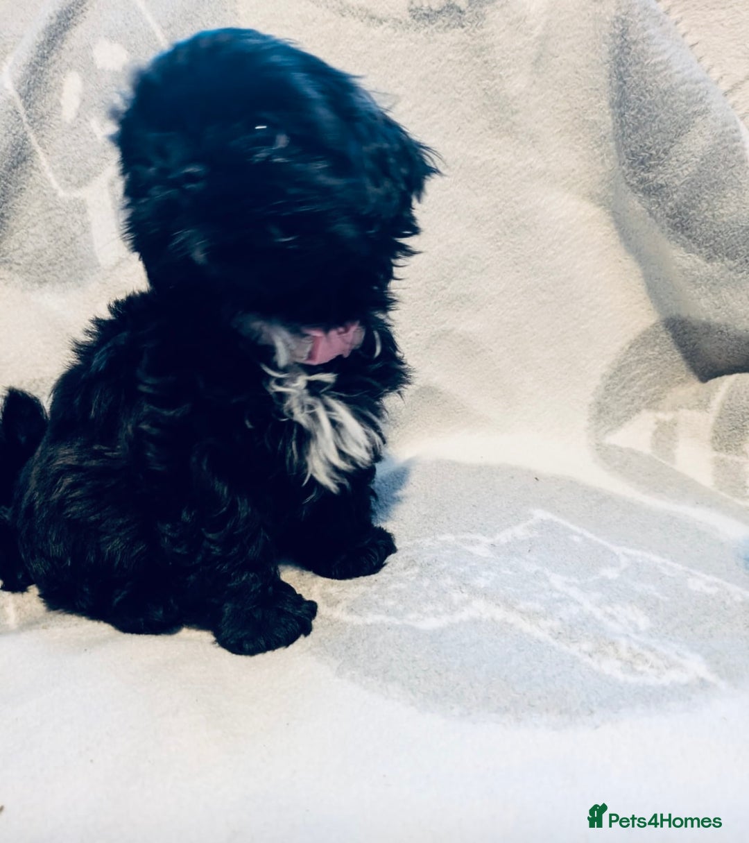 Shih Tzu dogs for sale: Beautiful Shih Tzus - Image 7