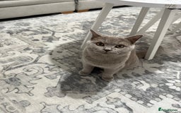 Brazilian Shorthair cats for sale: british short hair cats male  - Image 8
