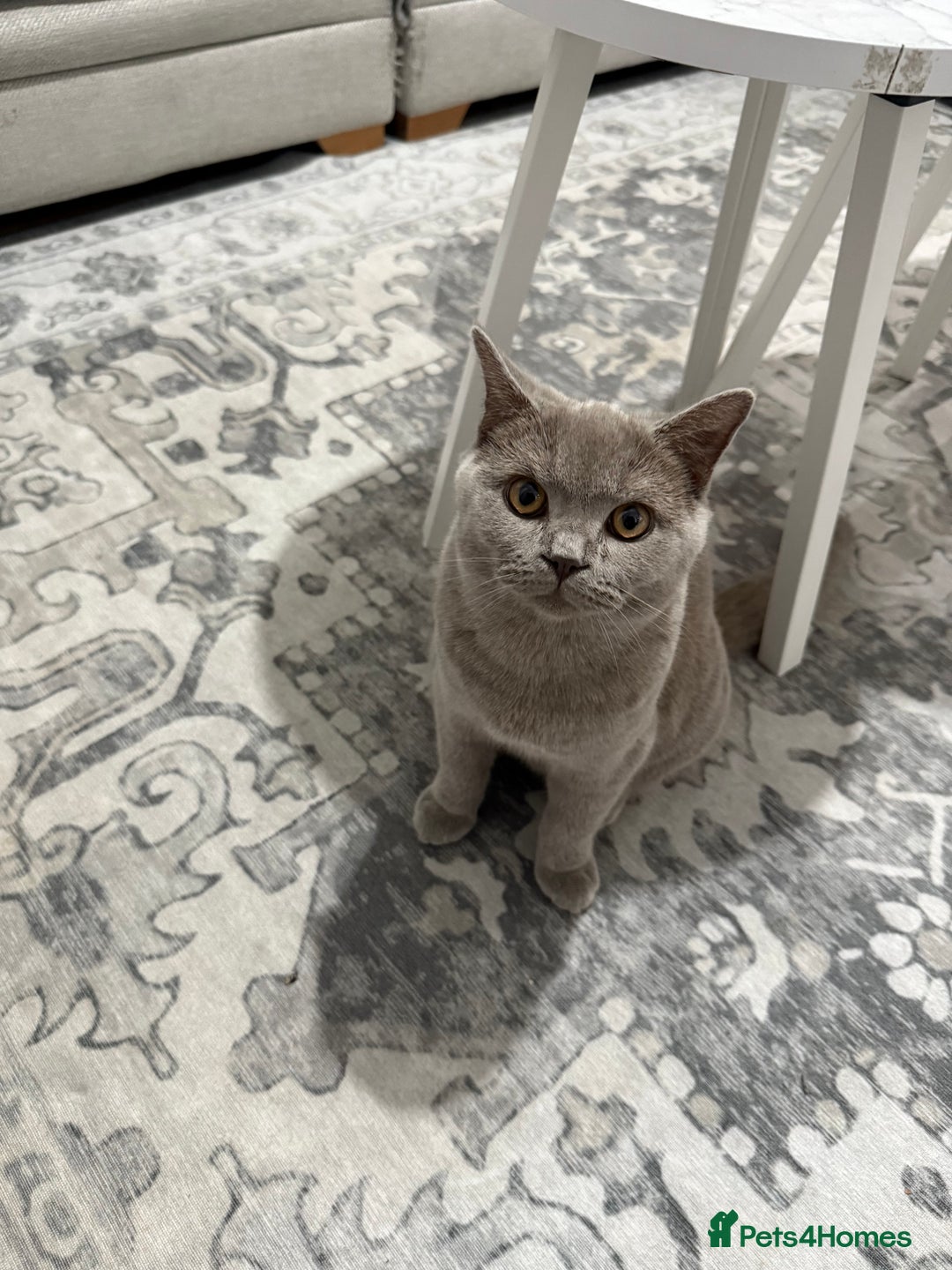 Brazilian Shorthair cats for sale: british short hair cats male  - Image 8