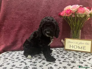 Cockapoo dogs Beautiful cockapoo puppies! - Advert 5