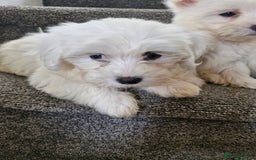 Maltese dogs for sale: Maltese puppies ready  - Image 3