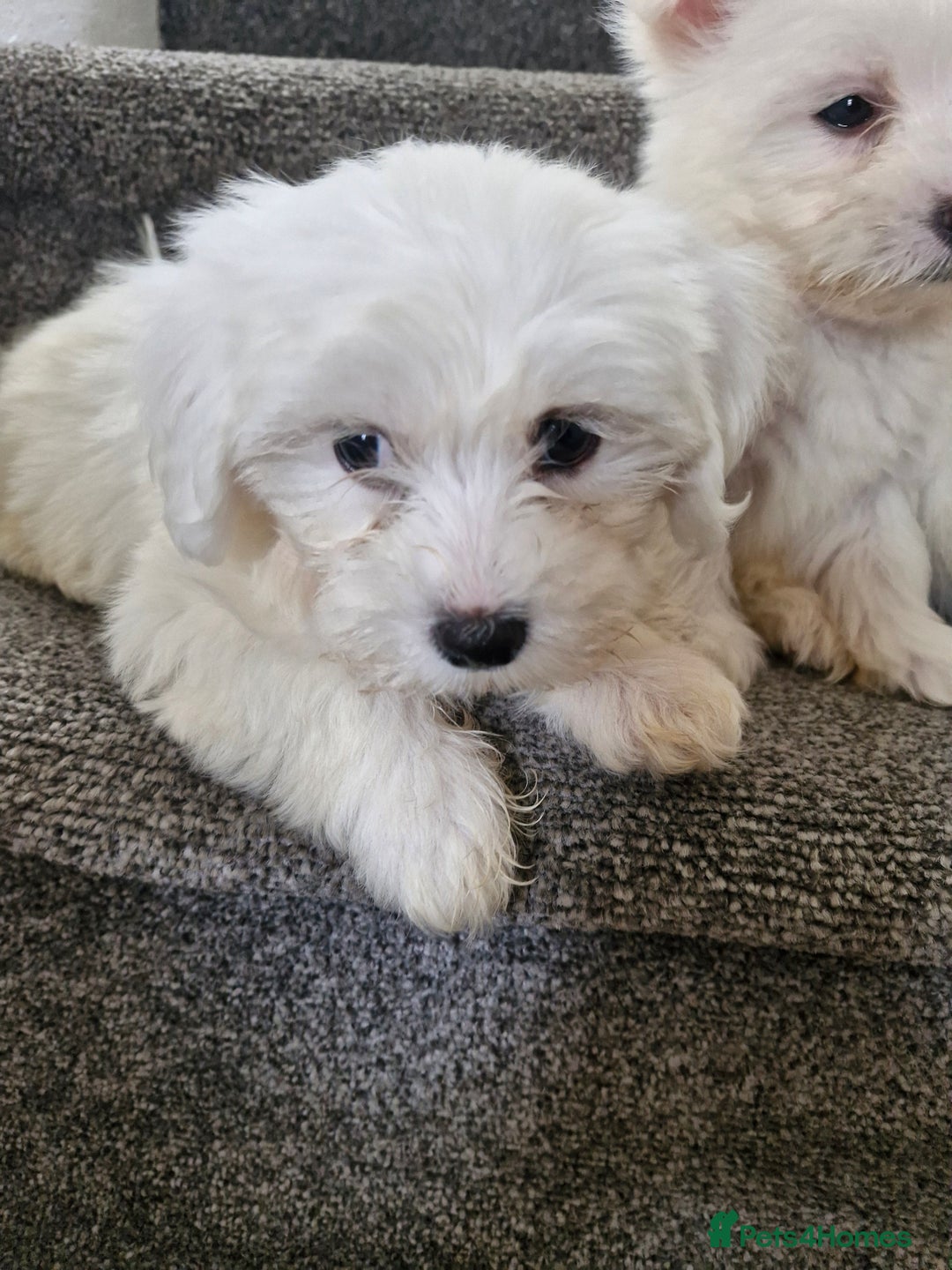Maltese dogs for sale: Maltese puppies ready  - Image 3