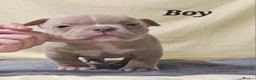 American Bully dogs for sale: Exotic Bullies - Advert 19