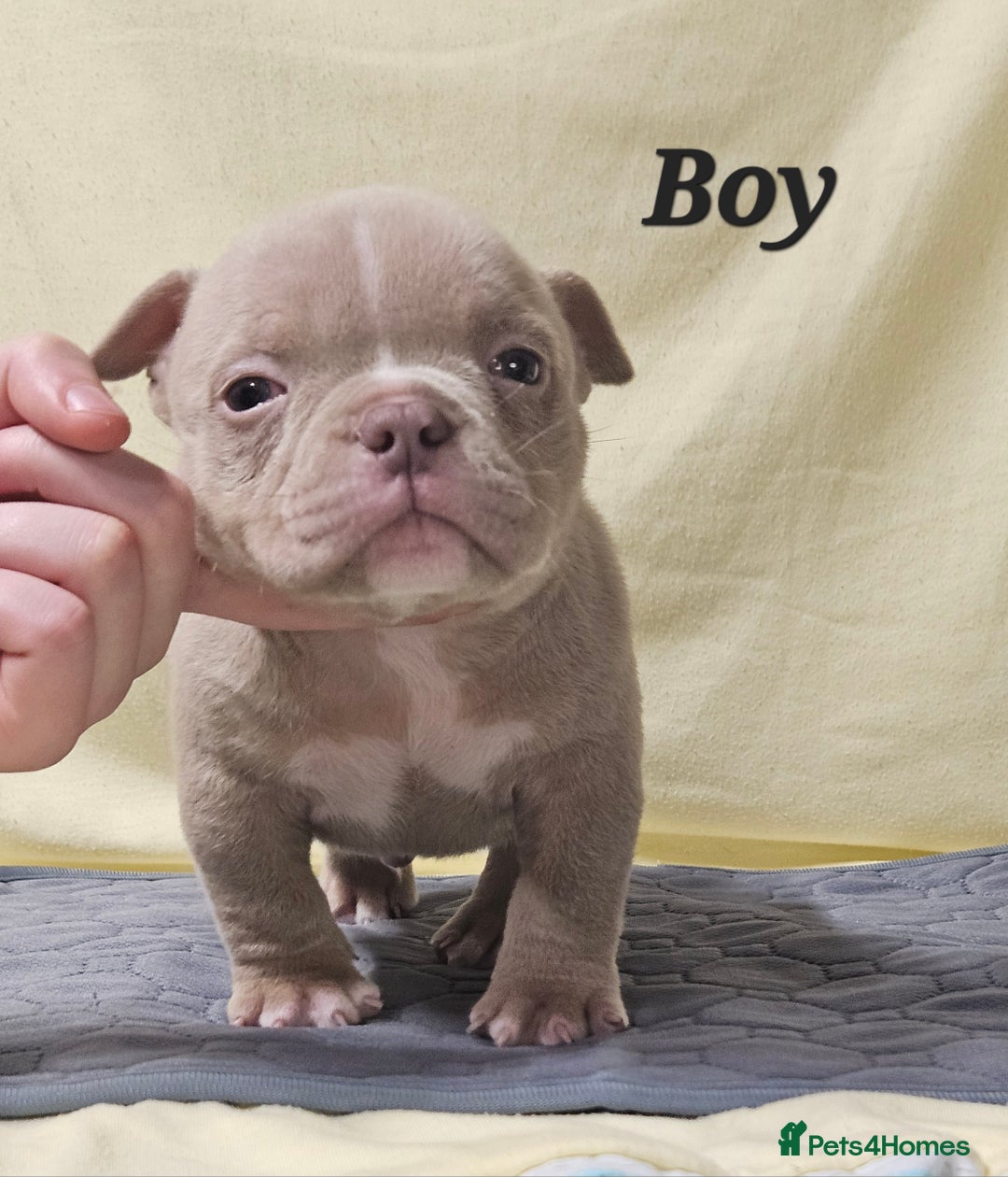 American Bully dogs for sale: Exotic Bullies - Advert 19