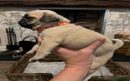 Pug dogs for sale:  Stunning Pug Puppies - Image 7