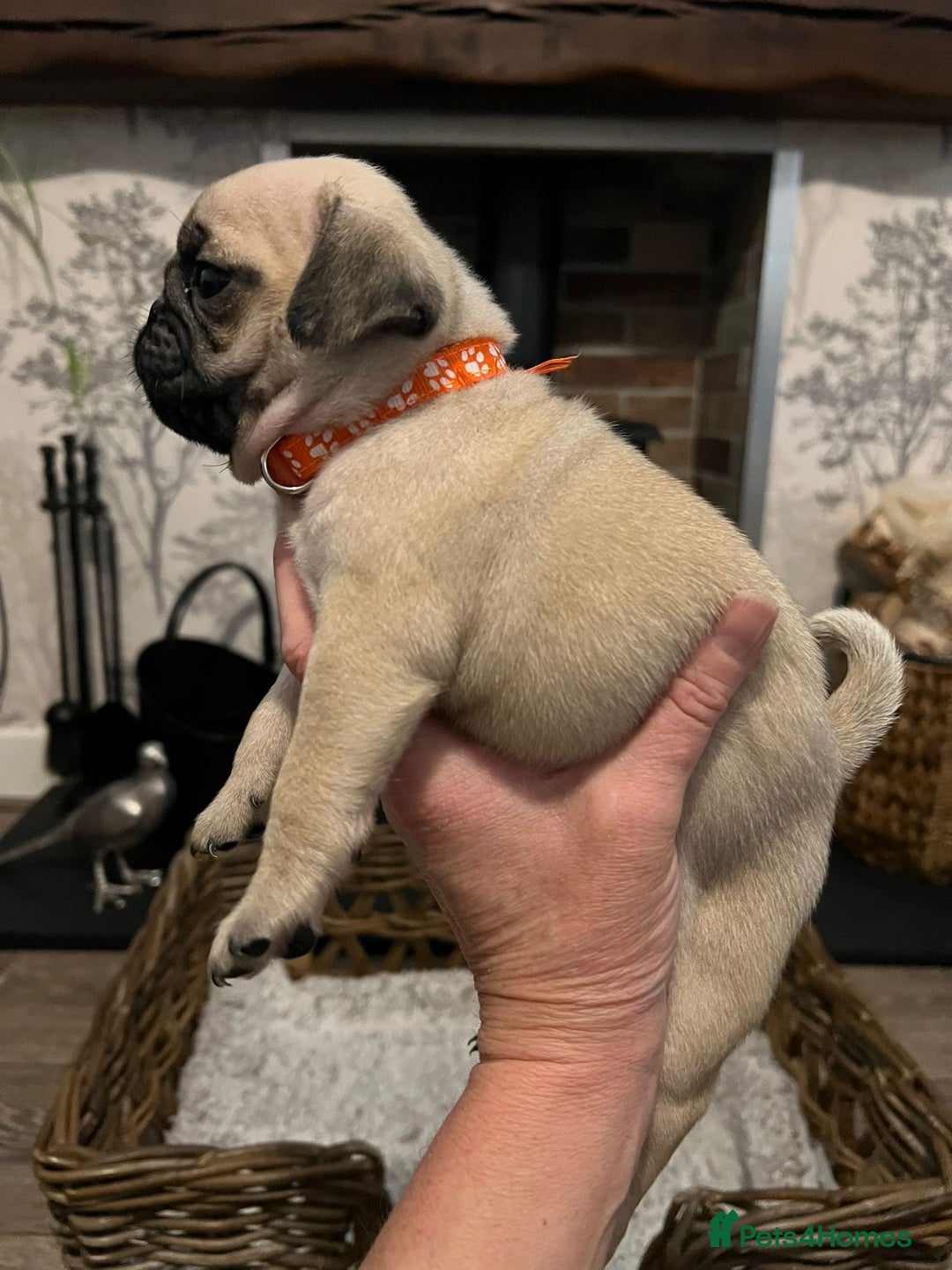 Pug dogs for sale:  Stunning Pug Puppies - Image 7