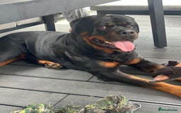 Rottweiler dogs for stud: Rottweiler stud  - Image 3