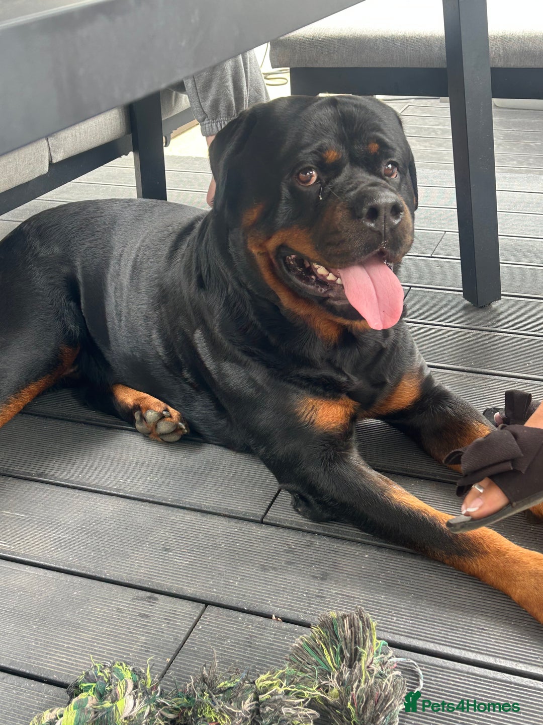 Rottweiler dogs for stud: Rottweiler stud  - Image 3