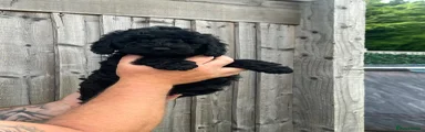 Cockapoo 2