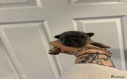 French Bulldog dogs for sale: The final 3 Kc registered French Bulldogs🐾 - Image 14