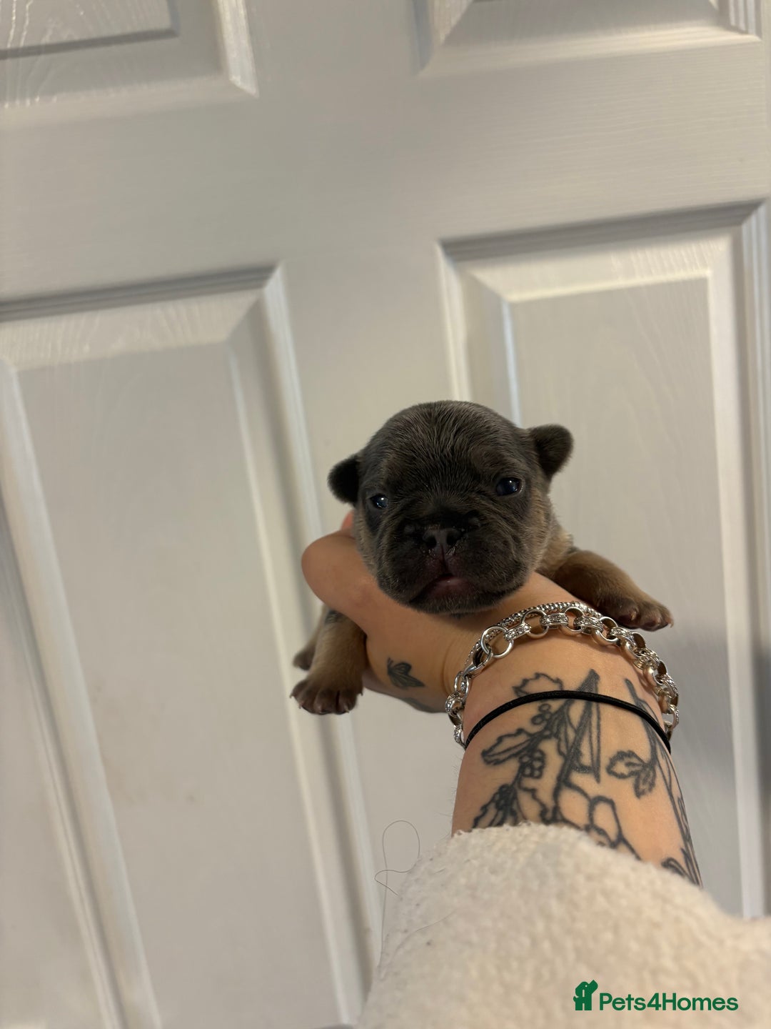 French Bulldog dogs for sale: The final 3 Kc registered French Bulldogs🐾 - Image 14