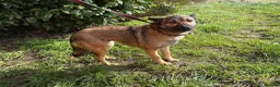 Mixed Breed dogs for adoption: Lorena - Norwich Norfolk  in Norwich - Advert 13