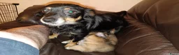 Mixed Breed dogs for sale: 5 Jackawawa/Chug puppies for sale in Sheffield - Advert 2