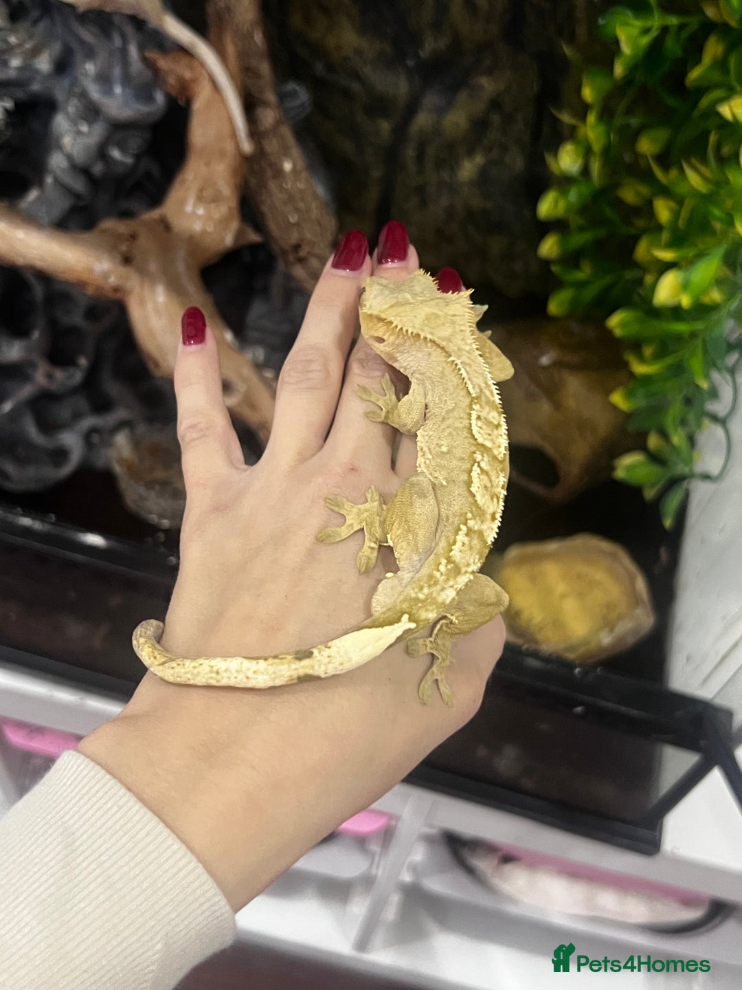 Gecko reptiles for sale: 3 x Crested Geckos and Exo Terra Viv - Advert 6