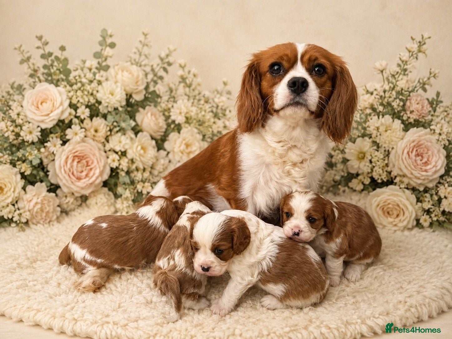 Cavalier King Charles Spaniel dogs DNA HEALTH TESTED CAVALIER KING CHARLES  - Advert 1