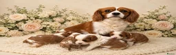 Cavalier King Charles Spaniel dogs for sale: DNA HEALTH TESTED CAVALIER KING CHARLES  - Advert 2