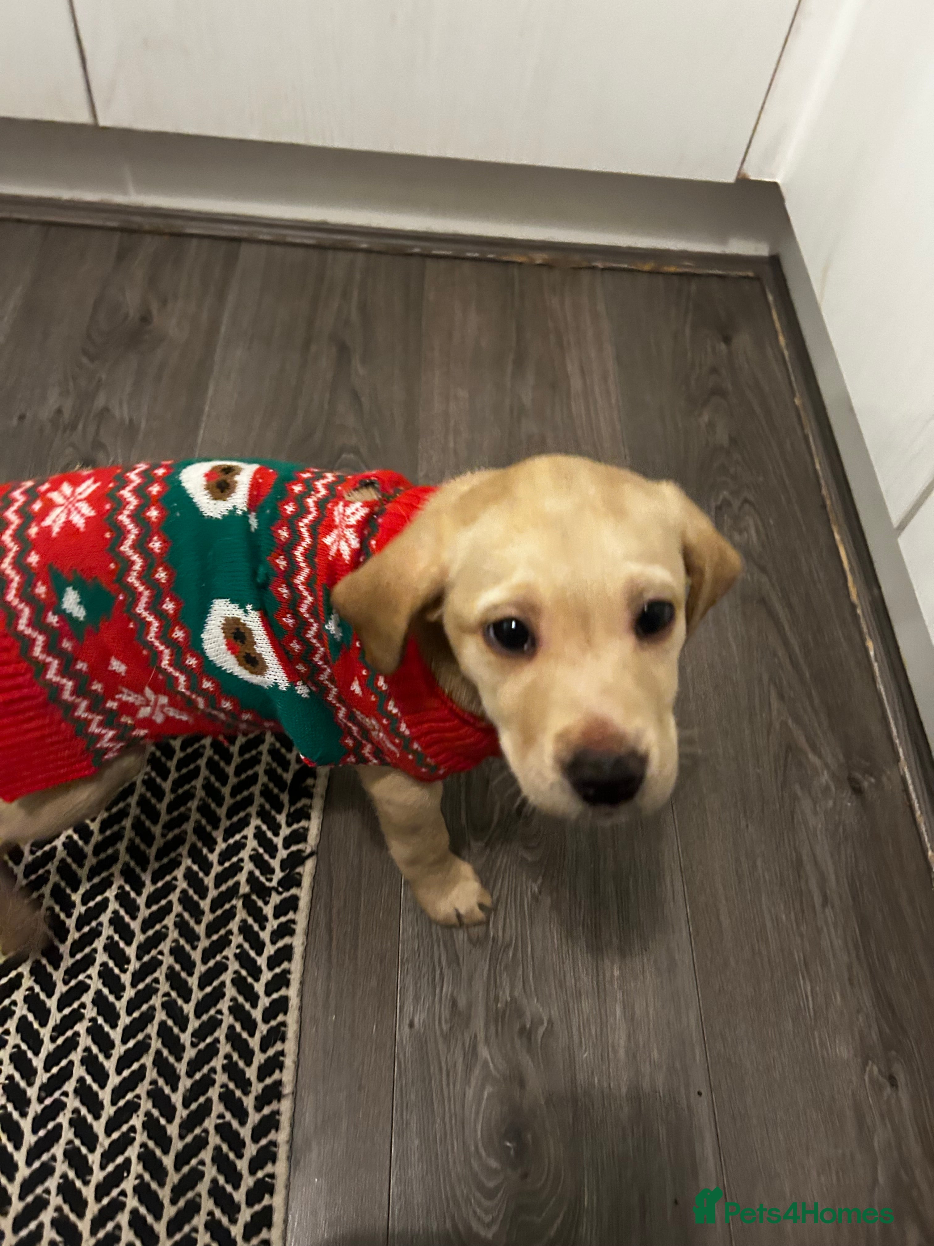 Labrador Retriever dogs BEAUTIFUL Female Labrador Puppy - Advert 11