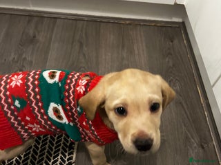 Labrador Retriever dogs BEAUTIFUL Female Labrador Puppy - Advert 11