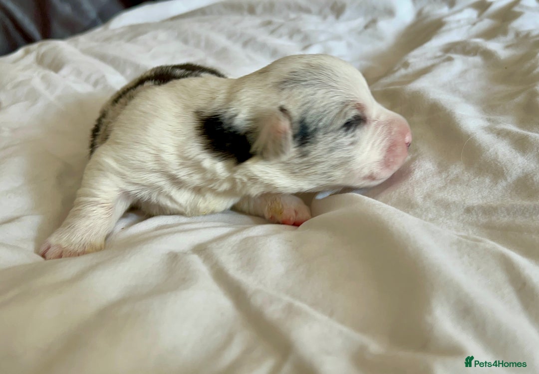 Welsh Corgi Cardigan dogs for sale: Show Quality KC Pedigree Corgi Cardigan Puppies  - Image 29
