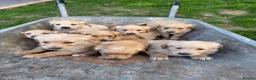 Golden Retriever dogs for sale: Extensively Health Tested Kc Reg Pups in Doncaster - Advert 26