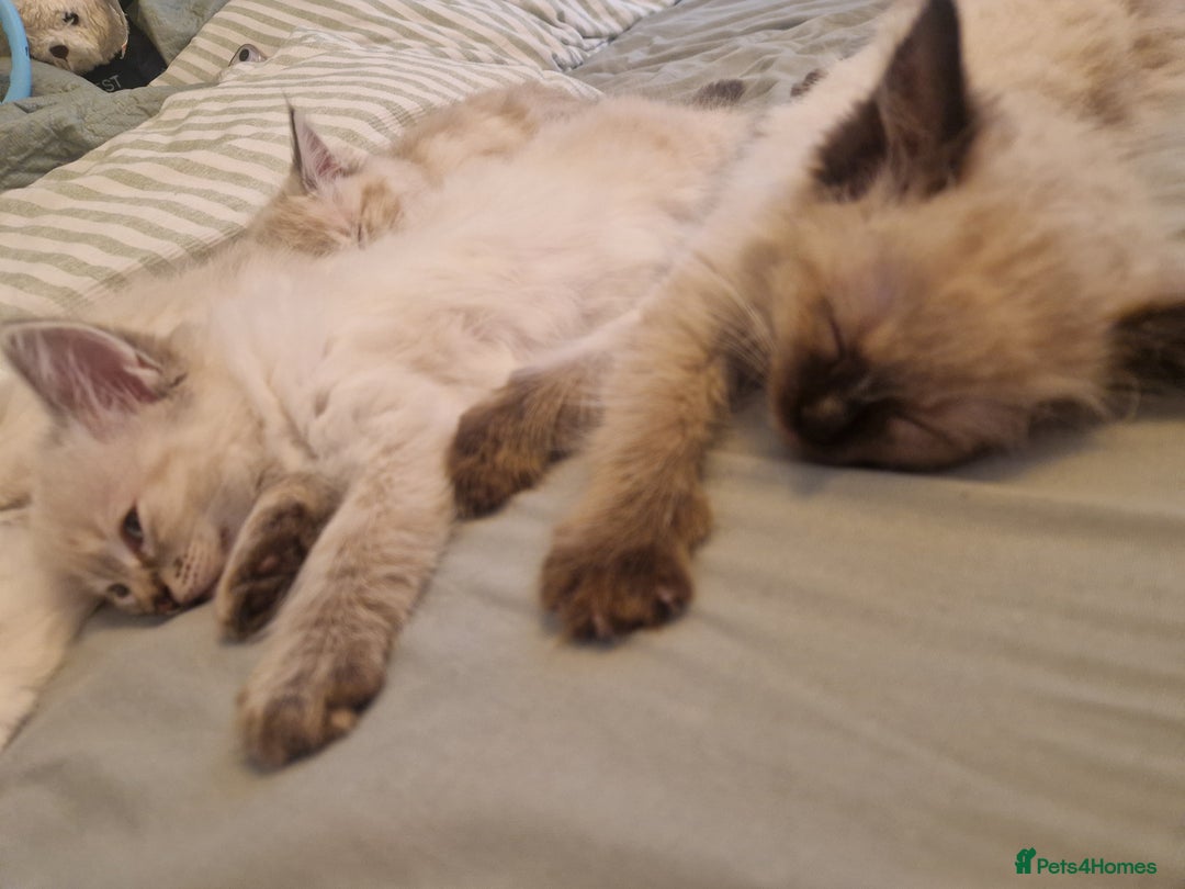 Ragdoll cats for sale: Stunning baby ragdolls - Image 4