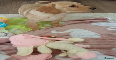 Labrador Retriever dogs - Advert 12