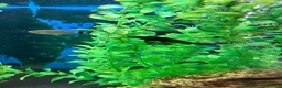 Tetras fish for sale: Community Fish - Advert 4