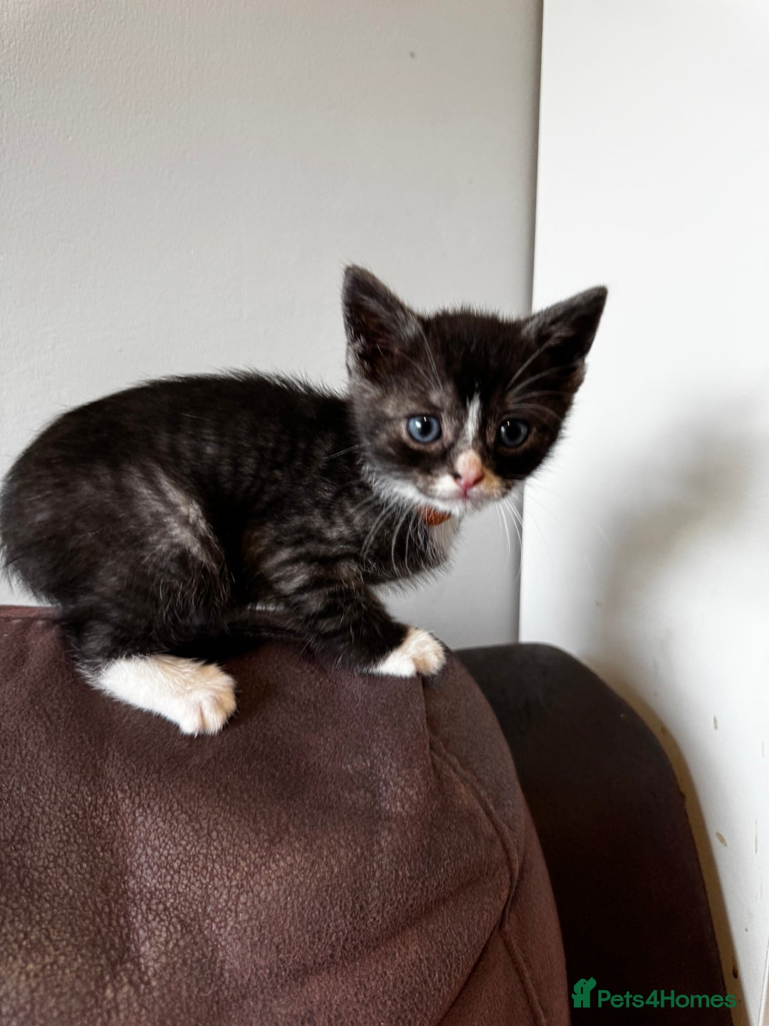 British Shorthair cats for sale: Gorgeous British Shorthair Kittens   - Image 34