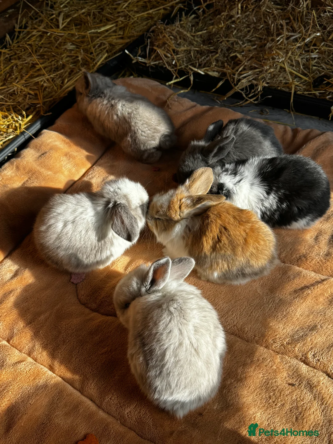 French Lop rabbits for sale: 🩷Pure bred French lop kits🩵 - Advert 5