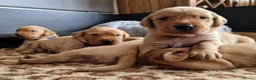 Springador dogs for sale: Wonderful Springador Puppies  - Advert 4