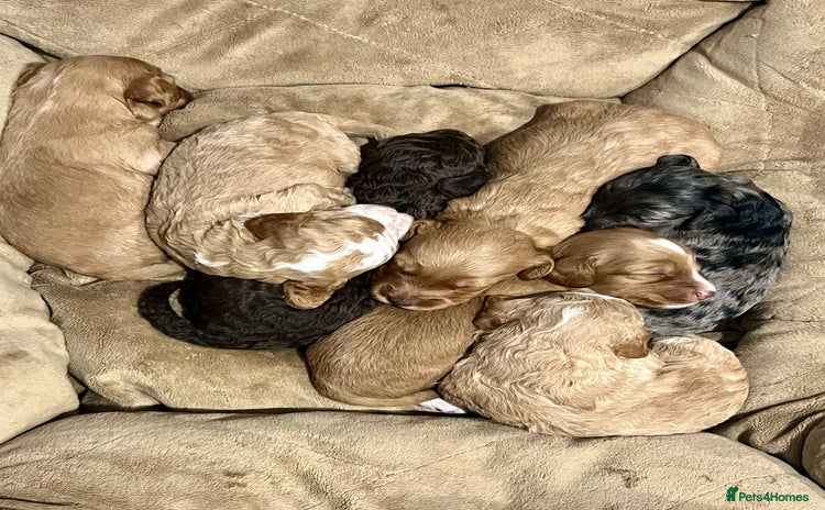 Cockapoo dogs - Advert 1