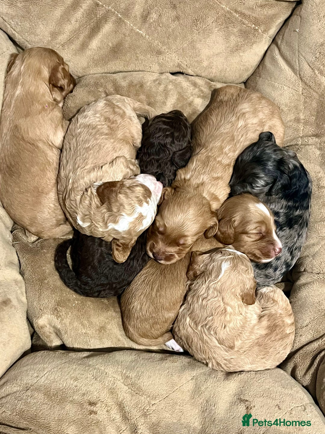 Cockapoo dogs for sale: 🐾STUNNING COCKAPOO PUPPIES🐾DNA TESTED PARENTS🧬 - Image 4