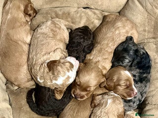 Cockapoo dogs - Advert 16