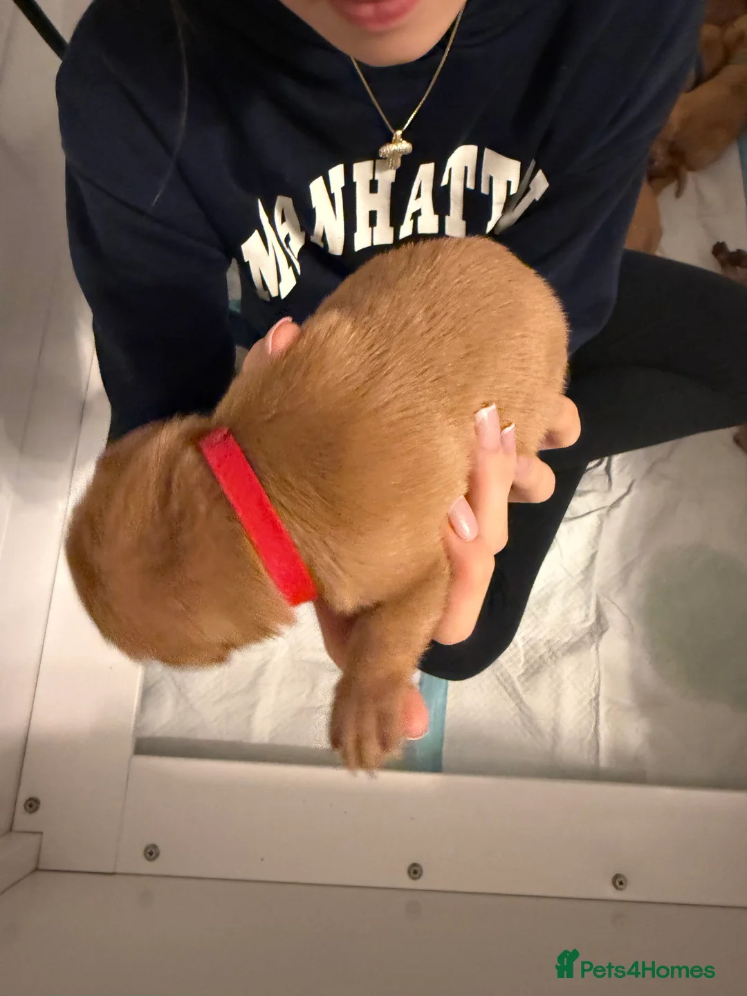 Labrador Retriever dogs for sale: KC Fox Red Labrador Pups FTCH Sire - Health Tested - Advert 37