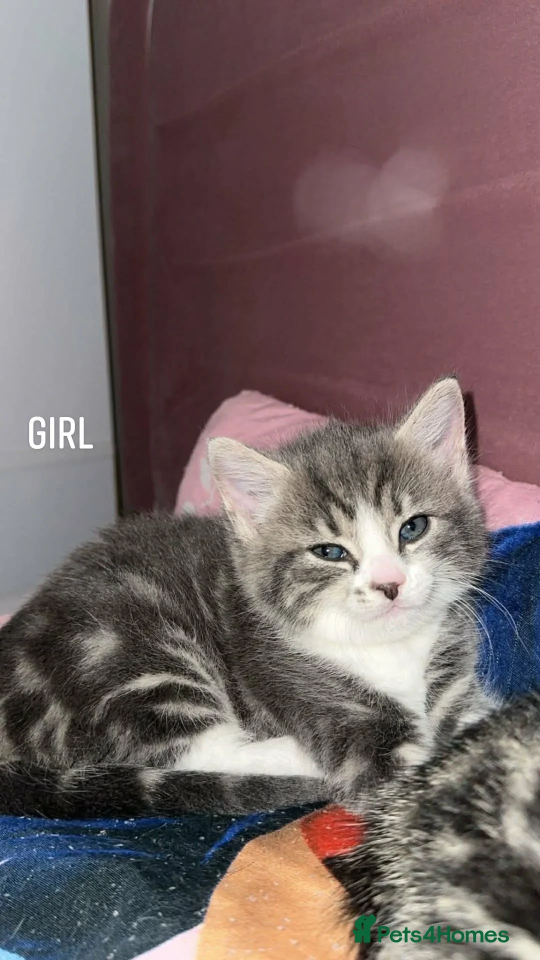 Mixed Breed cats for sale: kittens  in Newcastle upon Tyne - Advert 4