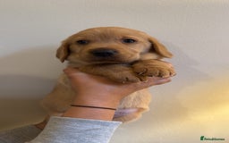 Labrador Retriever dogs for sale: Stunning Labrador Puppy's ( 4 girls, 3 boys ) - Image 24