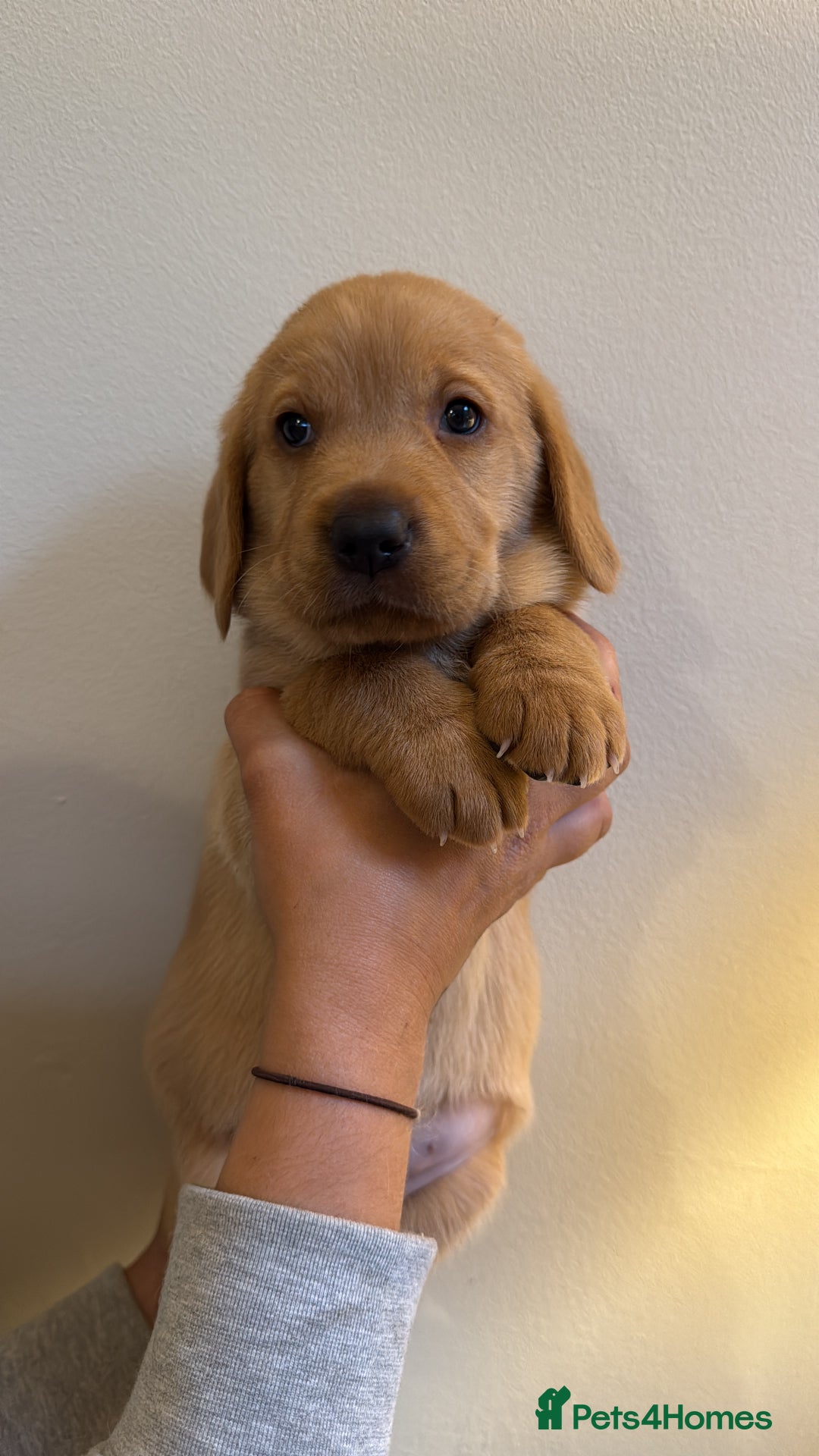 Labrador Retriever dogs for sale: Stunning Labrador Puppy's ( 4 girls, 3 boys ) - Image 24