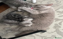 British Shorthair cats for sale: Three Precious Kittens - all 3 reserved  - Image 10