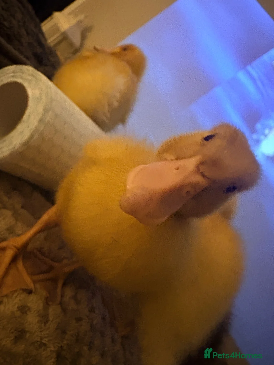 Ducks poultry for sale: 4 ducklings - Advert 2