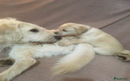 Labradoodle dogs for sale: Labradoodle puppies for sale £600-£750 - Image 26