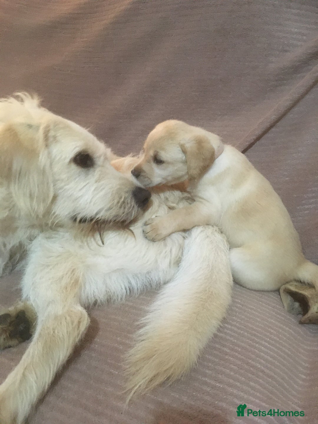 Labradoodle dogs for sale: Labradoodle puppies for sale £600-£750 - Image 26