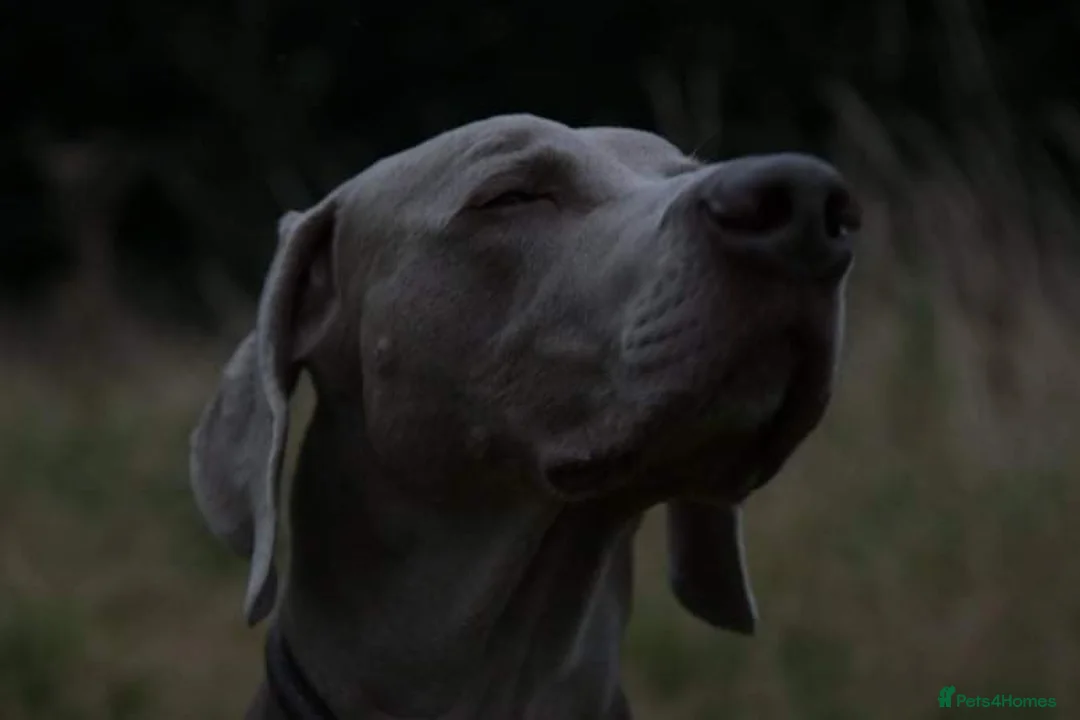 Weimaraner dogs for stud: AMERICAN BOY Gray Arrow - STUD in Edinburgh - Advert 8