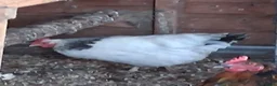 Mixed Breed poultry for sale: Mixed Flock Available  - Advert 3