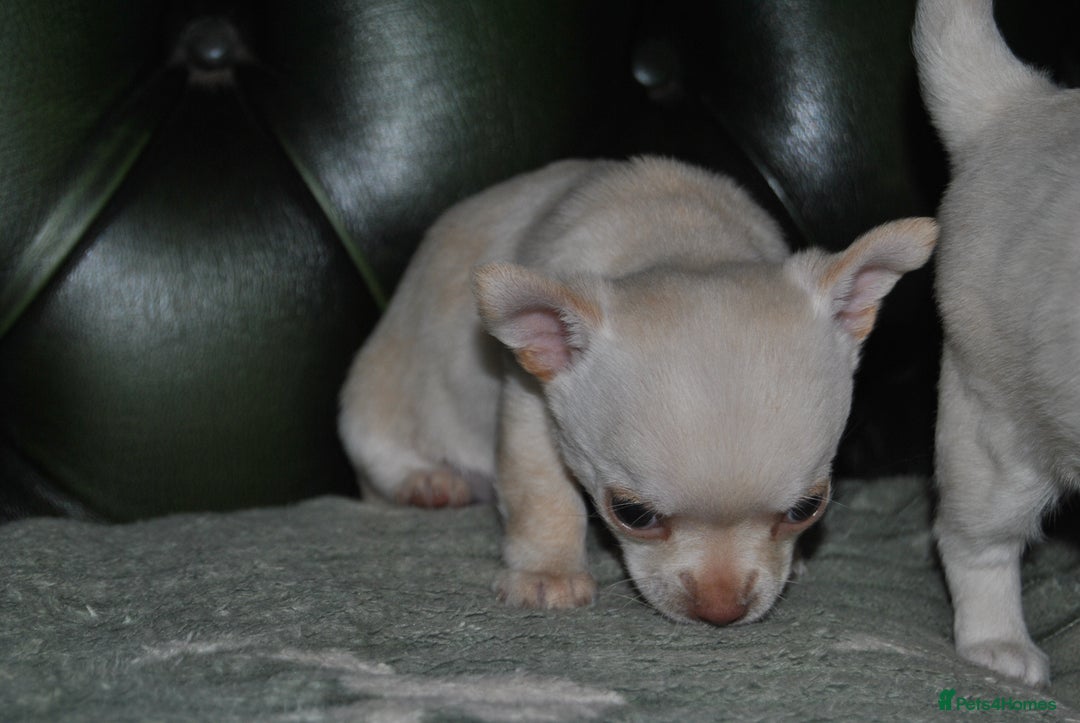 Chihuahua dogs for sale: Rare white  **  Chihuahua- girls  - Advert 3