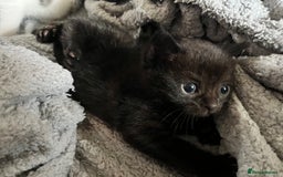 British Shorthair cats for sale: Kittens in Grimsby - Image 16